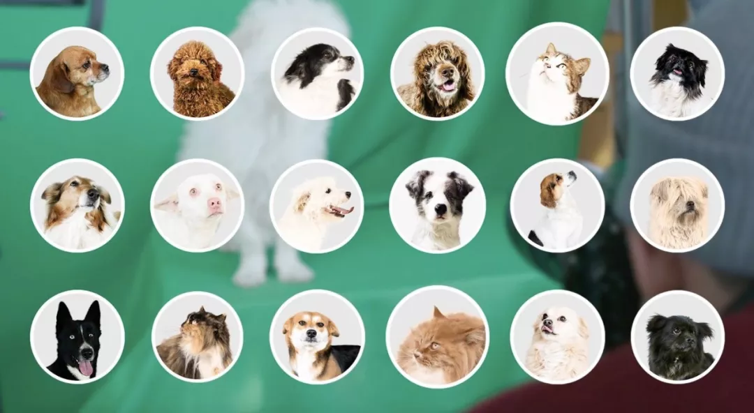 陌陌发起换头像救萌宠公益活动