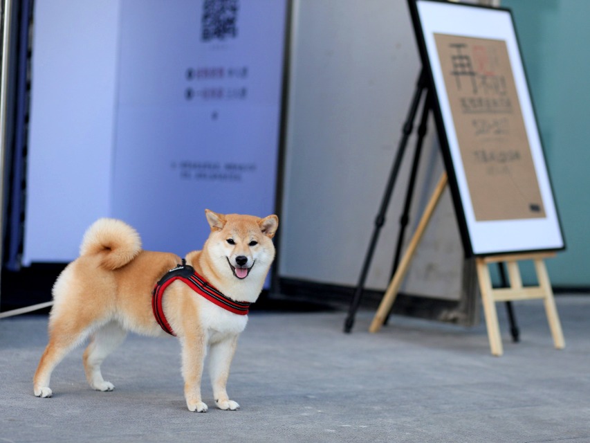 520当天,沈阳万象城开了一场只有7天的失恋展-爱情避难所