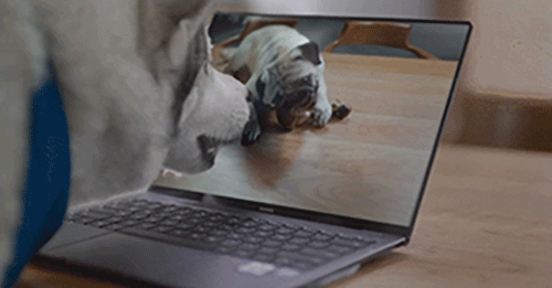 华为“吃货节”广告:看这只贪吃二哈如何被骗!