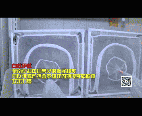 我这样的蚊子真让你不放心