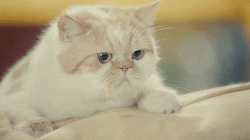 你在外面干的那些勾当,你家喵全知道!