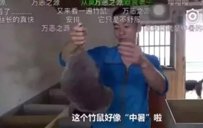 华农兄弟领衔6大“土味网红”刷屏全网,背后的爆红秘诀是什么?