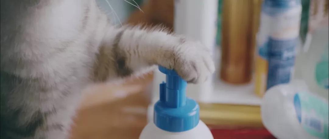 618的「猫狗大战」又开打了