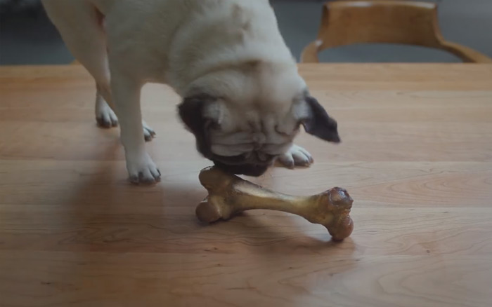 华为“吃货节”广告:看这只贪吃二哈如何被骗!