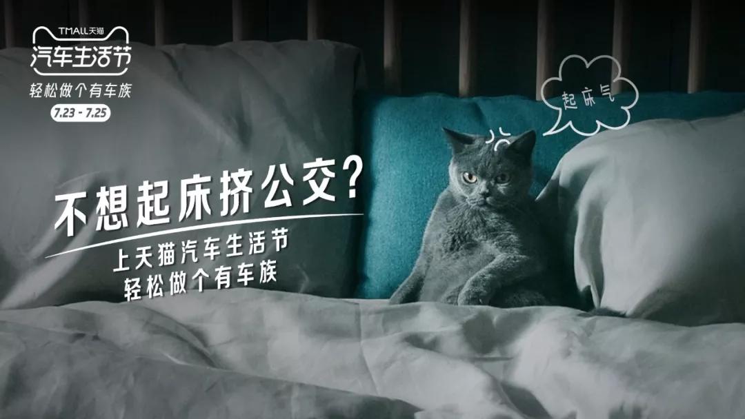 又骗我养猫!天猫这支猫片太萌了吧!