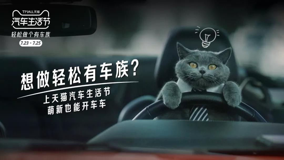 又骗我养猫!天猫这支猫片太萌了吧!