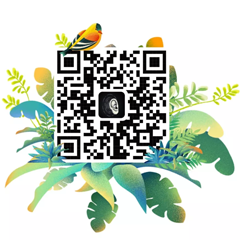 百雀羚618|百雀鸟语,一场沉浸式的电商