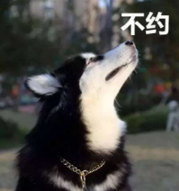 这个脑洞广告居然拍了续集？月圆夜的狼人传说来了！ | 梅花专访