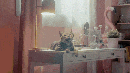 你在外面干的那些勾当,你家喵全知道!