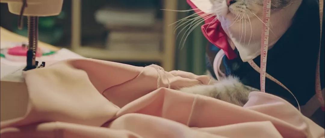 618的「猫狗大战」又开打了