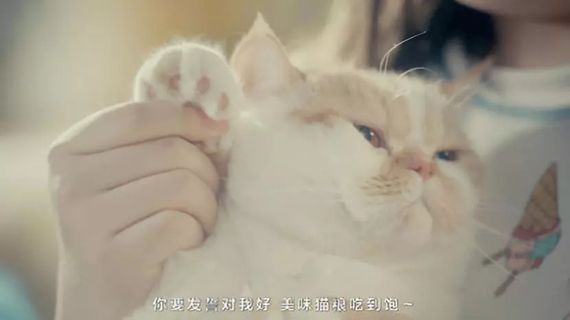 你在外面干的那些勾当,你家喵全知道!