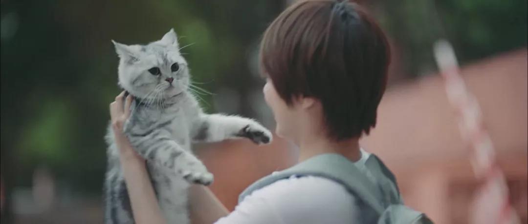 618的「猫狗大战」又开打了