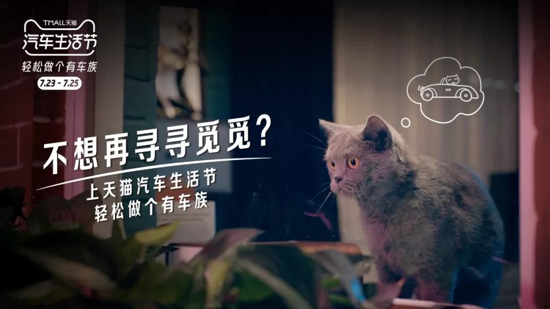 又骗我养猫!天猫这支猫片太萌了吧!