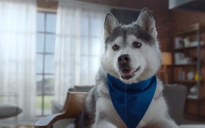 华为“吃货节”广告:看这只贪吃二哈如何被骗!