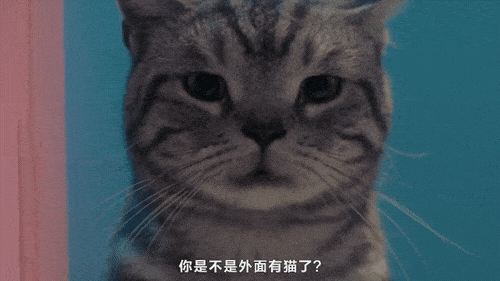 你在外面干的那些勾当,你家喵全知道!