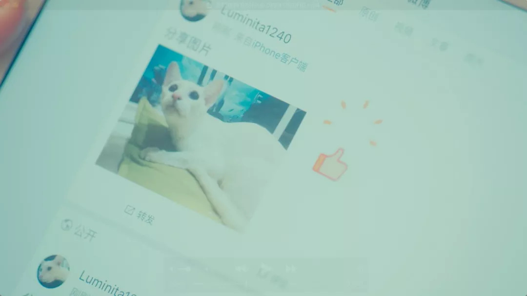 你在外面干的那些勾当,你家喵全知道!