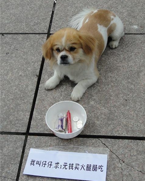 “貌美如花不想上班”火了，看看这些创意的乞讨文案盘点