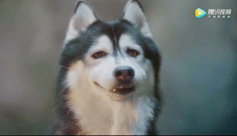 这个脑洞广告居然拍了续集？月圆夜的狼人传说来了！ | 梅花专访