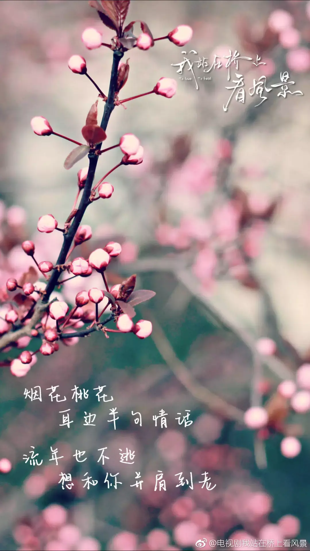 湖南卫视：电视剧《我站在桥上看风景》《植物版》系列海报
