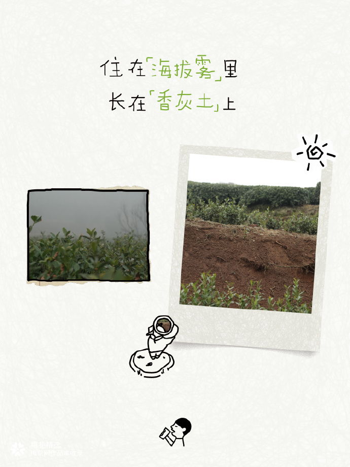 喜茶翻开了守茶人阿姨的茶园日记