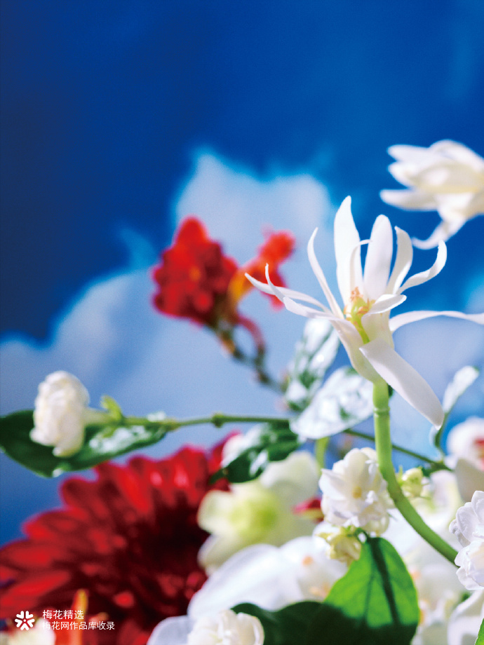 茉莉奶白携手蜷川实花共创漂亮花园