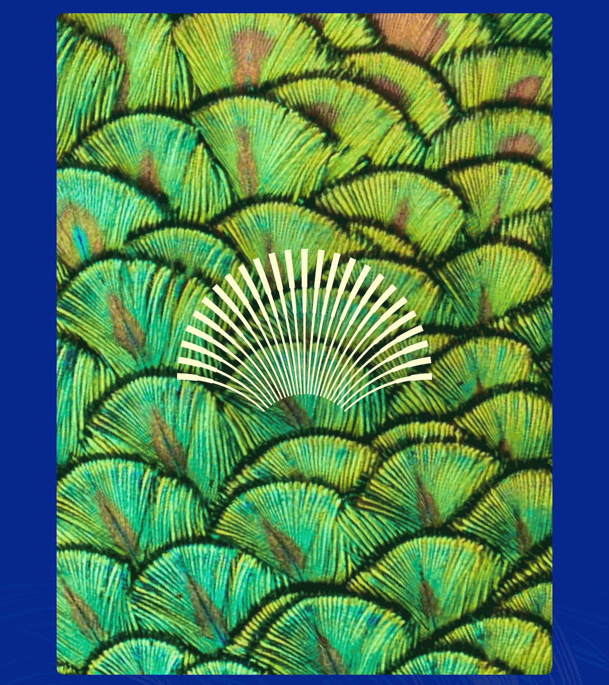 遇义设计丨中式烘焙品牌包装设计丨雀实有一套