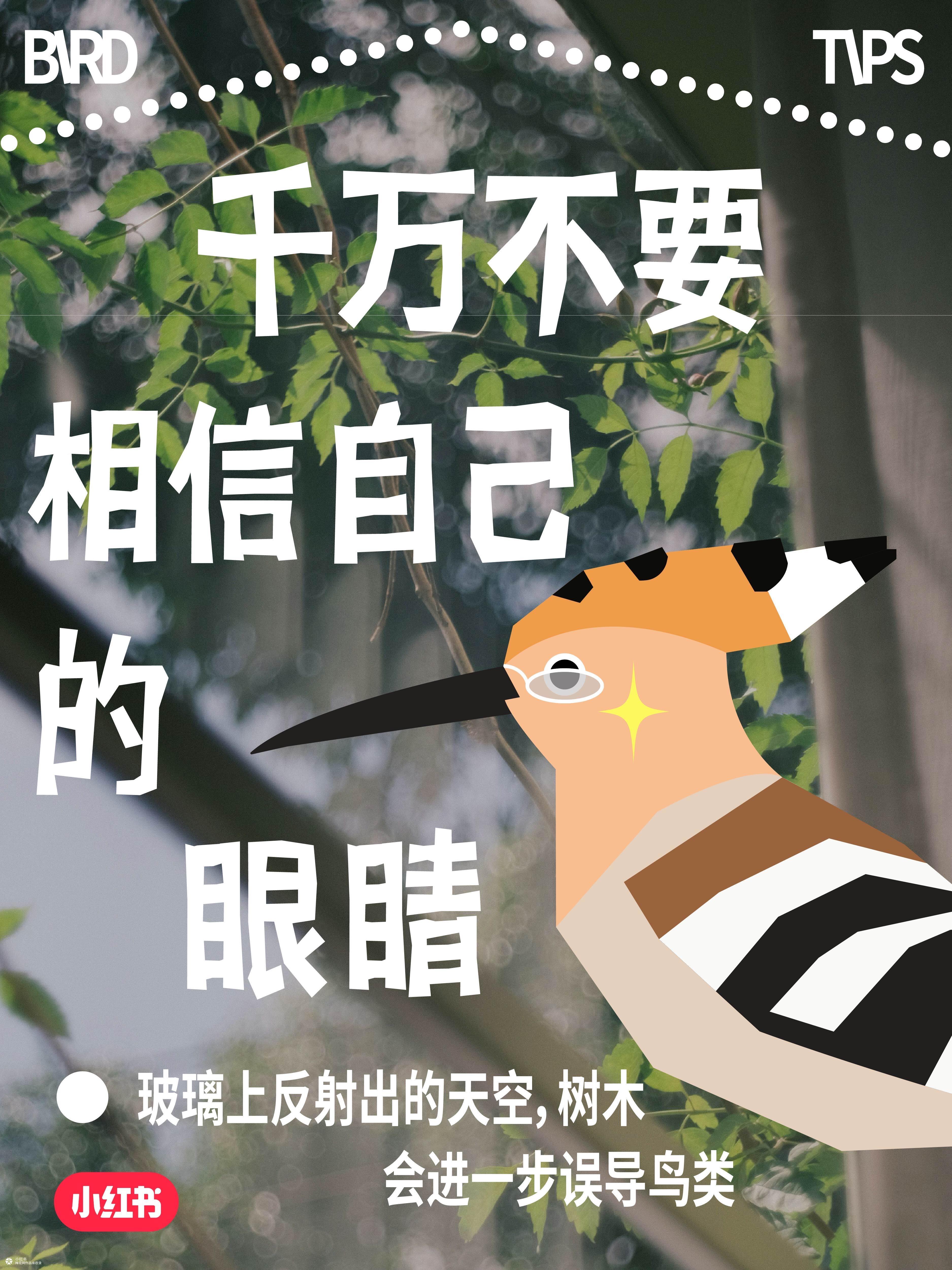 国际爱鸟日：人，小鸟有话对你说