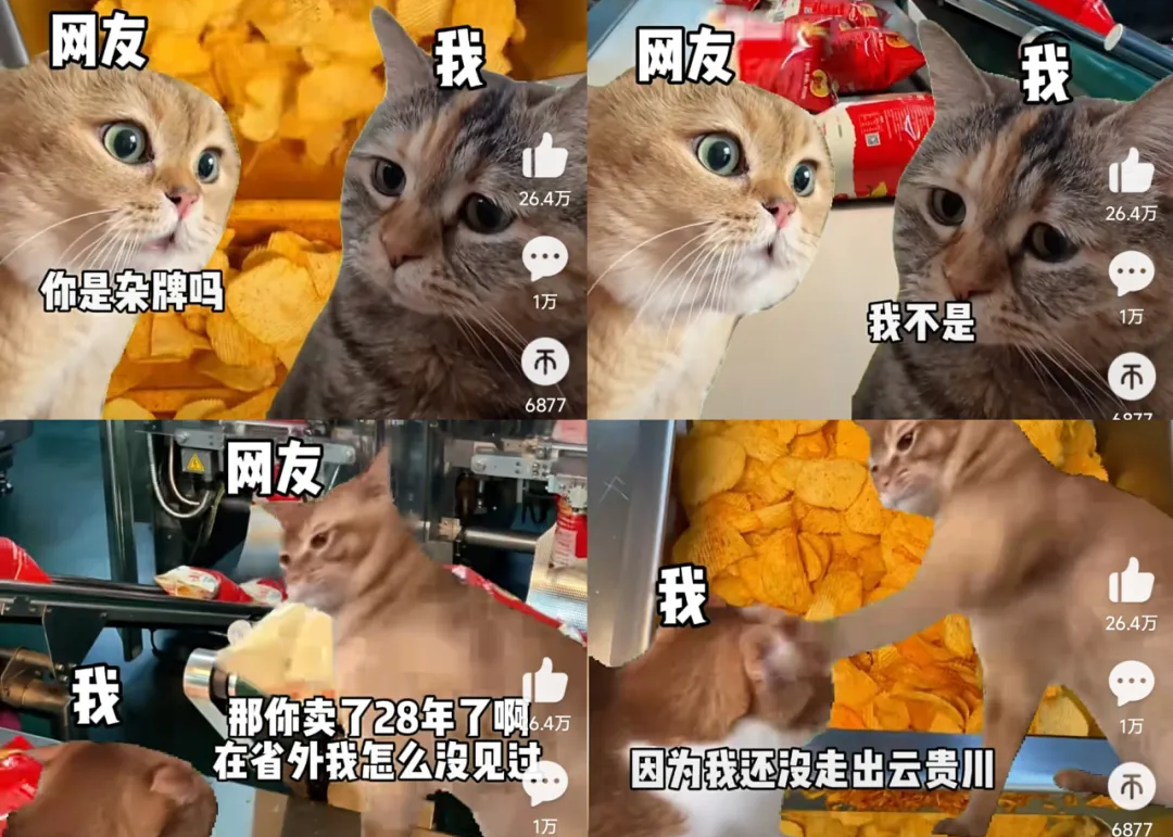 在小红书2天涨粉2万，“猫meme”成流量密码？