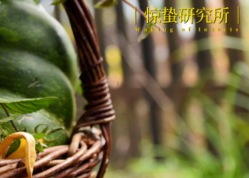 扎堆“有风的地方”，这八大田园经济崛起