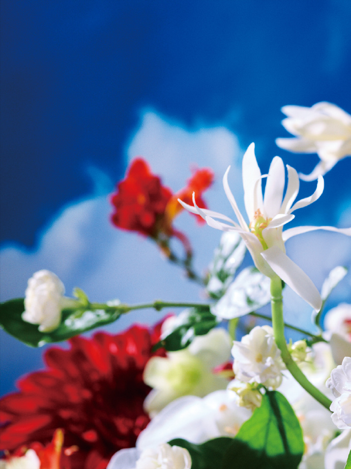 茉莉奶白携手蜷川实花共创漂亮花园