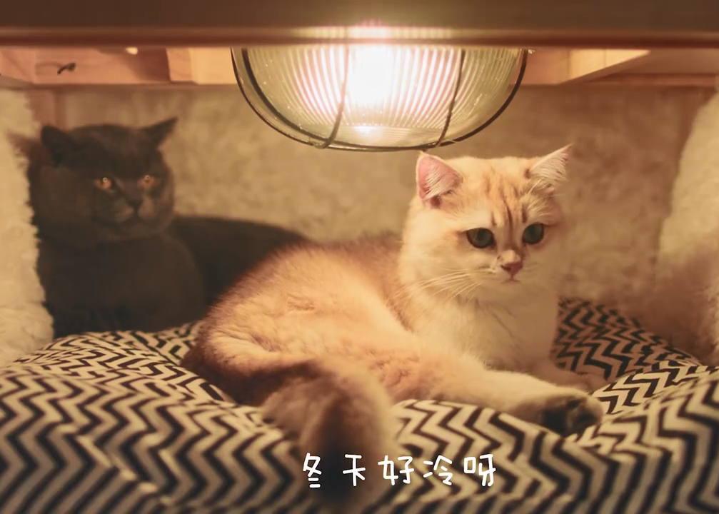 让猫猫狗狗说出你的冬日“偷懒”心声