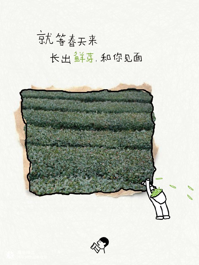 喜茶翻开了守茶人阿姨的茶园日记