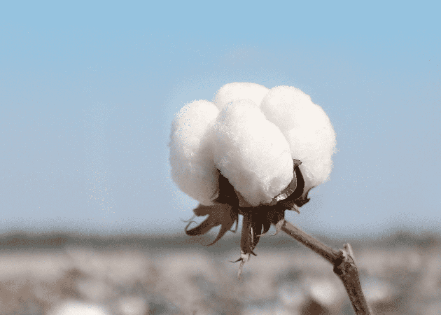  一朵棉花改变世界，全棉时代溯源纪录片上线