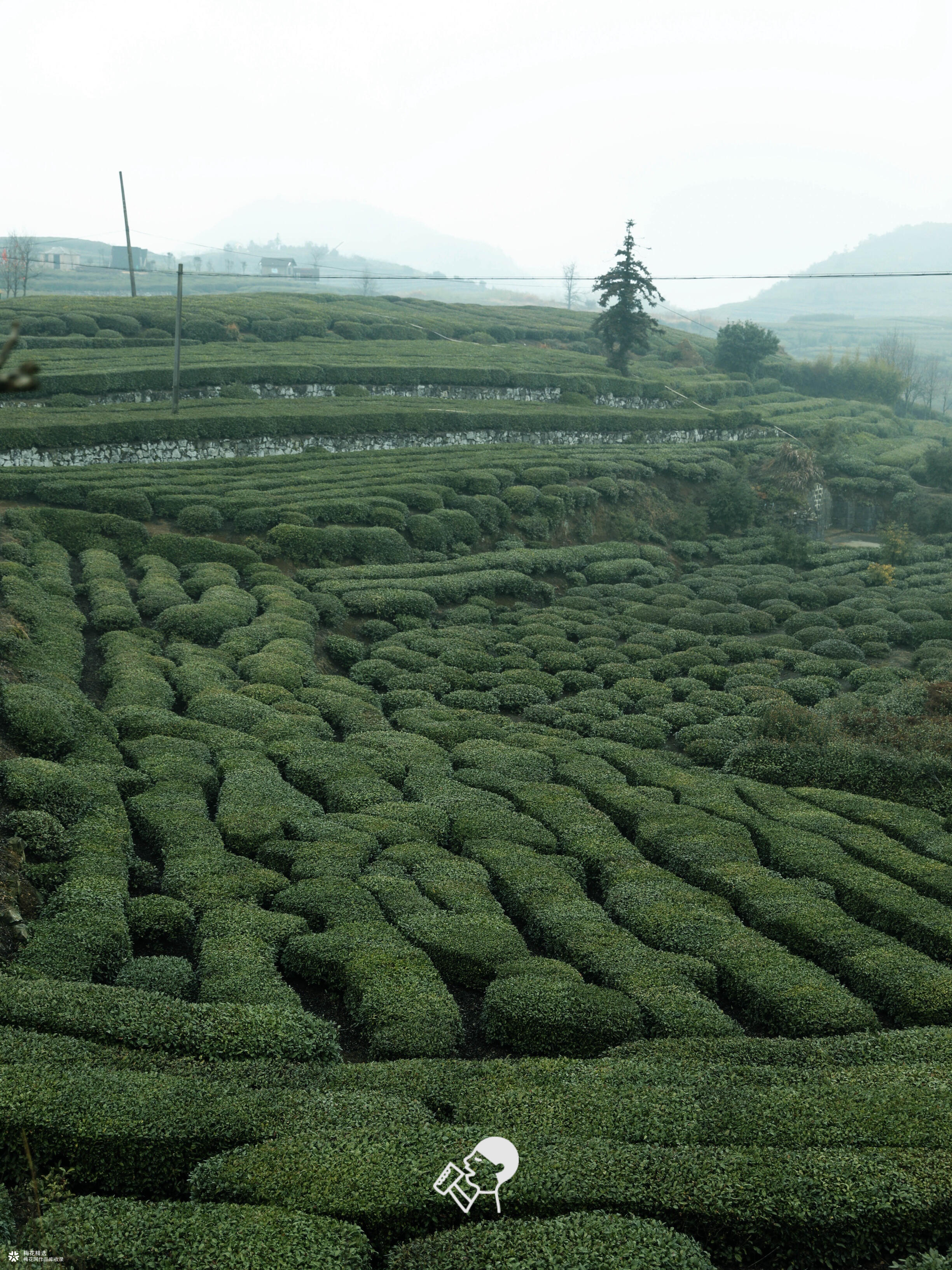 喜茶翻开了守茶人阿姨的茶园日记