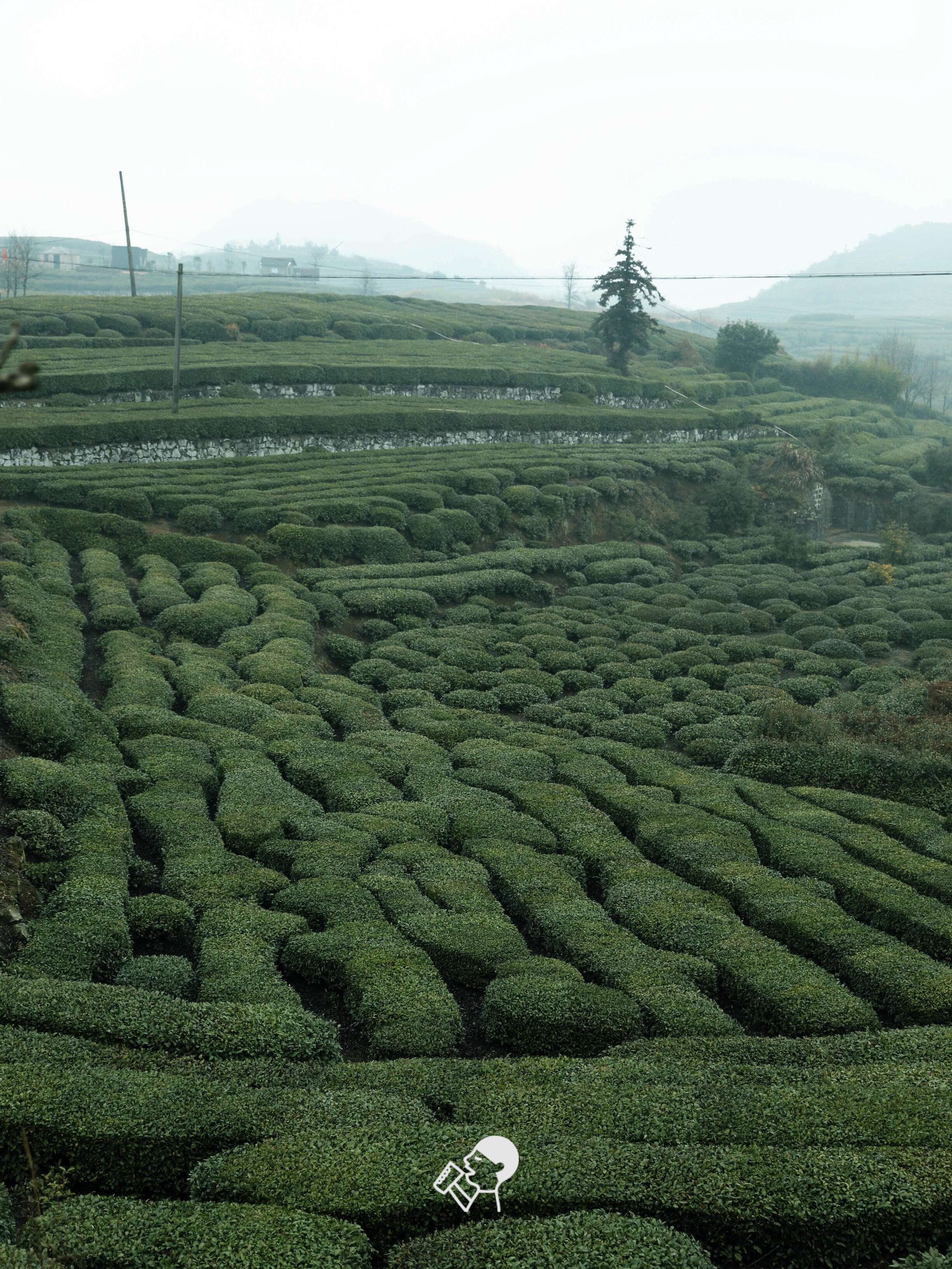 喜茶翻开了守茶人阿姨的茶园日记