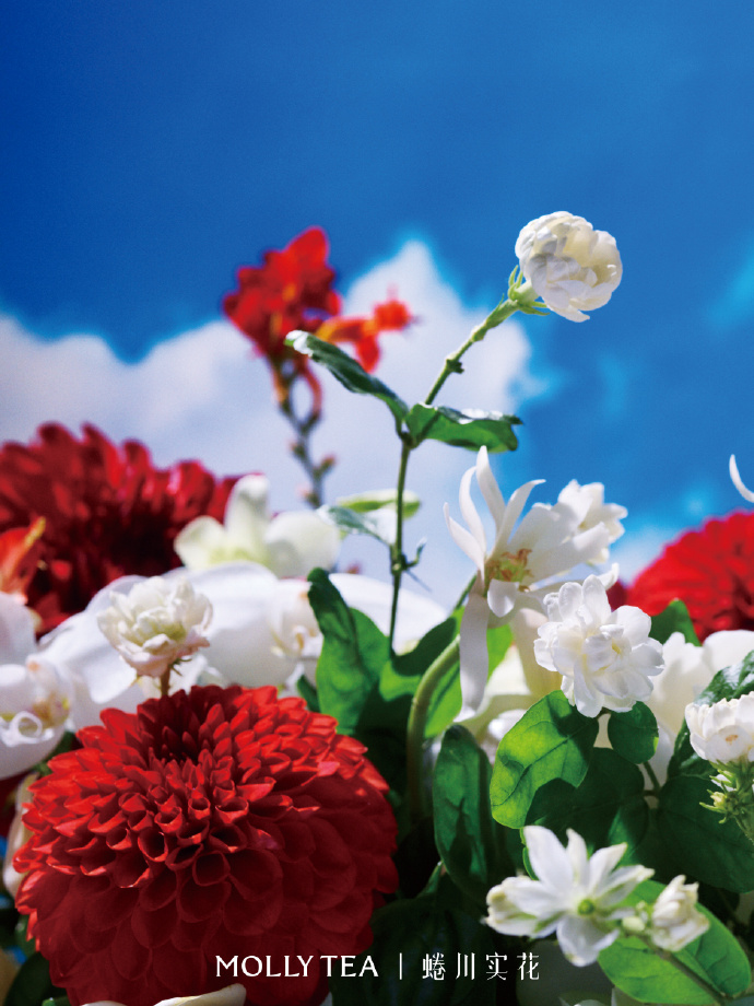 茉莉奶白携手蜷川实花共创漂亮花园