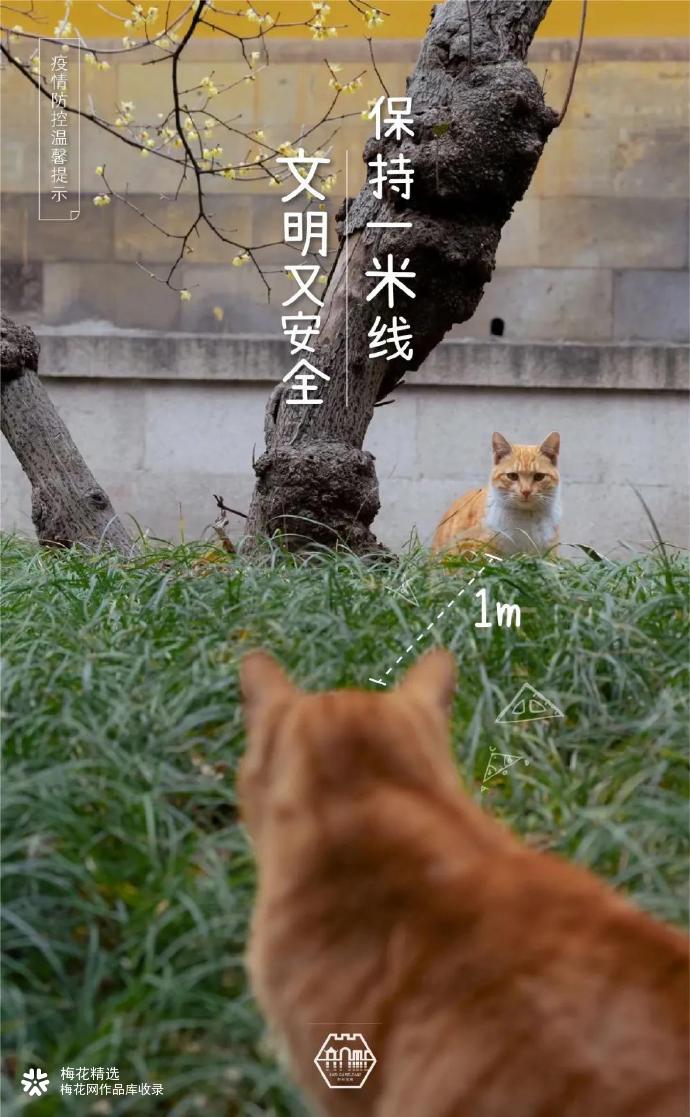 苏州园林的猫猫们请求大家做好防护！