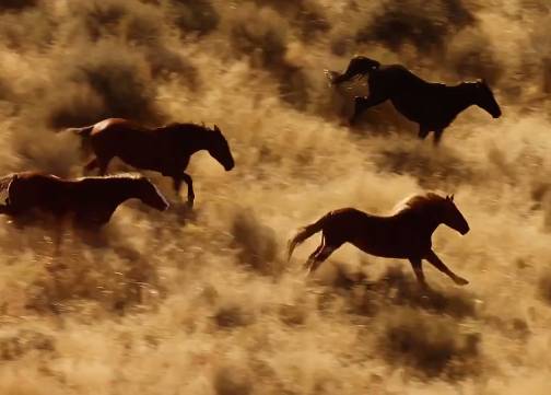 北面属马，探索是改不掉的本命 