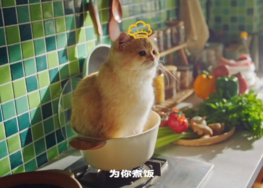 这世界没有猫是万万不能的