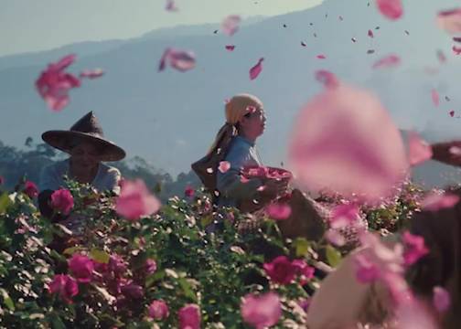 星巴克玫瑰20：这一杯玫瑰，为你绽放