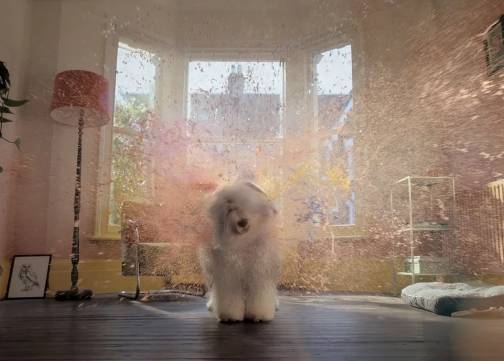 多乐士狗狗回归，不仅可爱还自带治愈魔法！