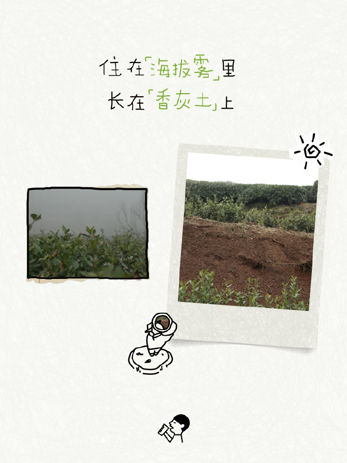 喜茶翻开了守茶人阿姨的茶园日记