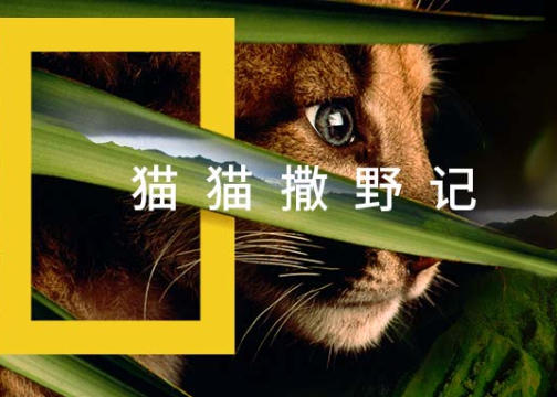 国家地理×金晨：守护动物天性，保护大猫