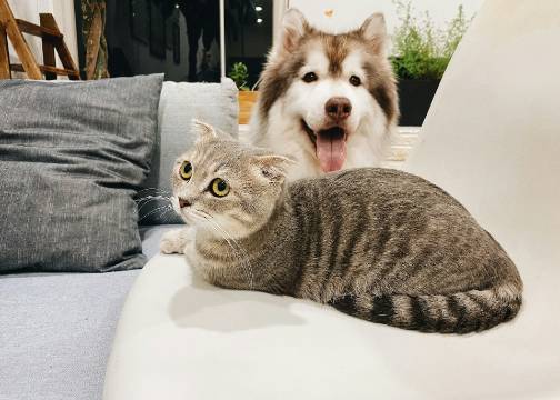 抠门年轻人，开始流行买“顶配猫砂”