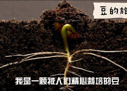 聚美合豆的旅程  | 介绍视频