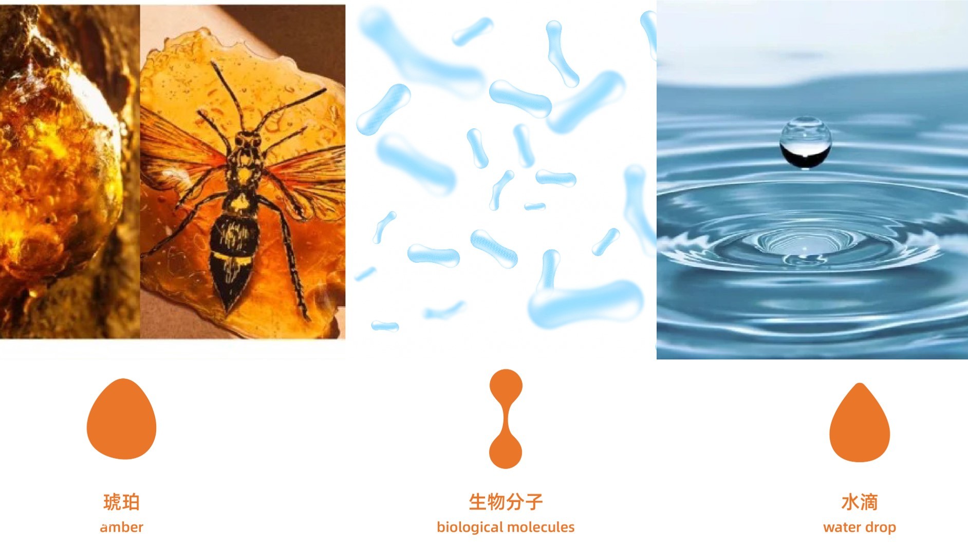 象鸟设计x珀衍君益生菌全案品牌设计