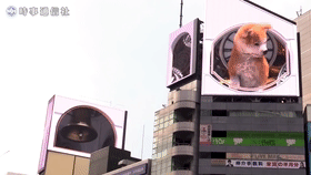 涩谷街头惊现巨型秋田，卖萌报时还会接飞盘！