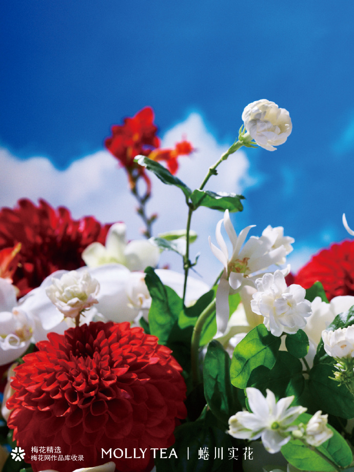 茉莉奶白携手蜷川实花共创漂亮花园