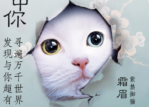海昌×故宫：御猫同款色系美瞳，一眼喵中你！