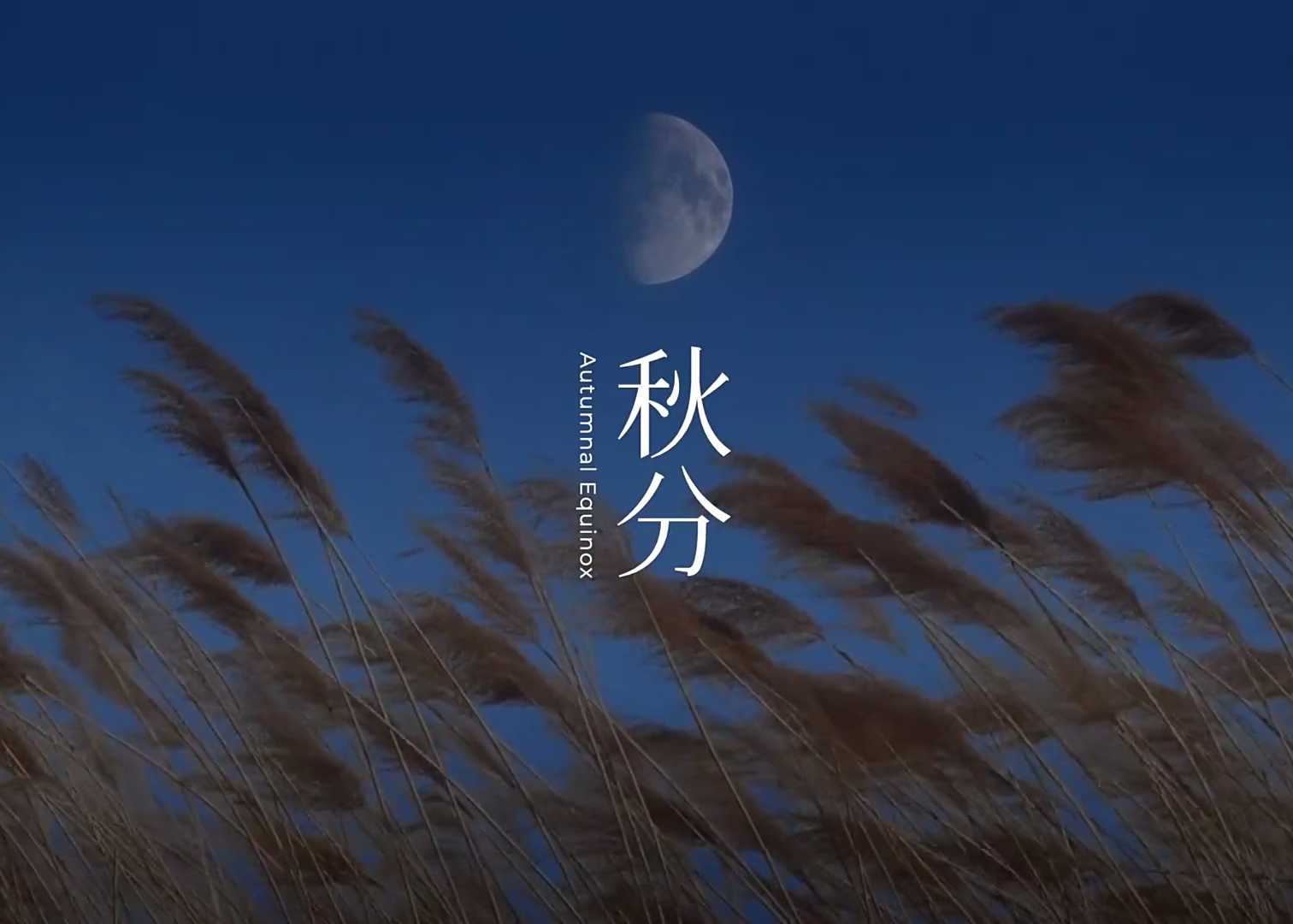 东方树叶秋分影片：月将园，茶已香